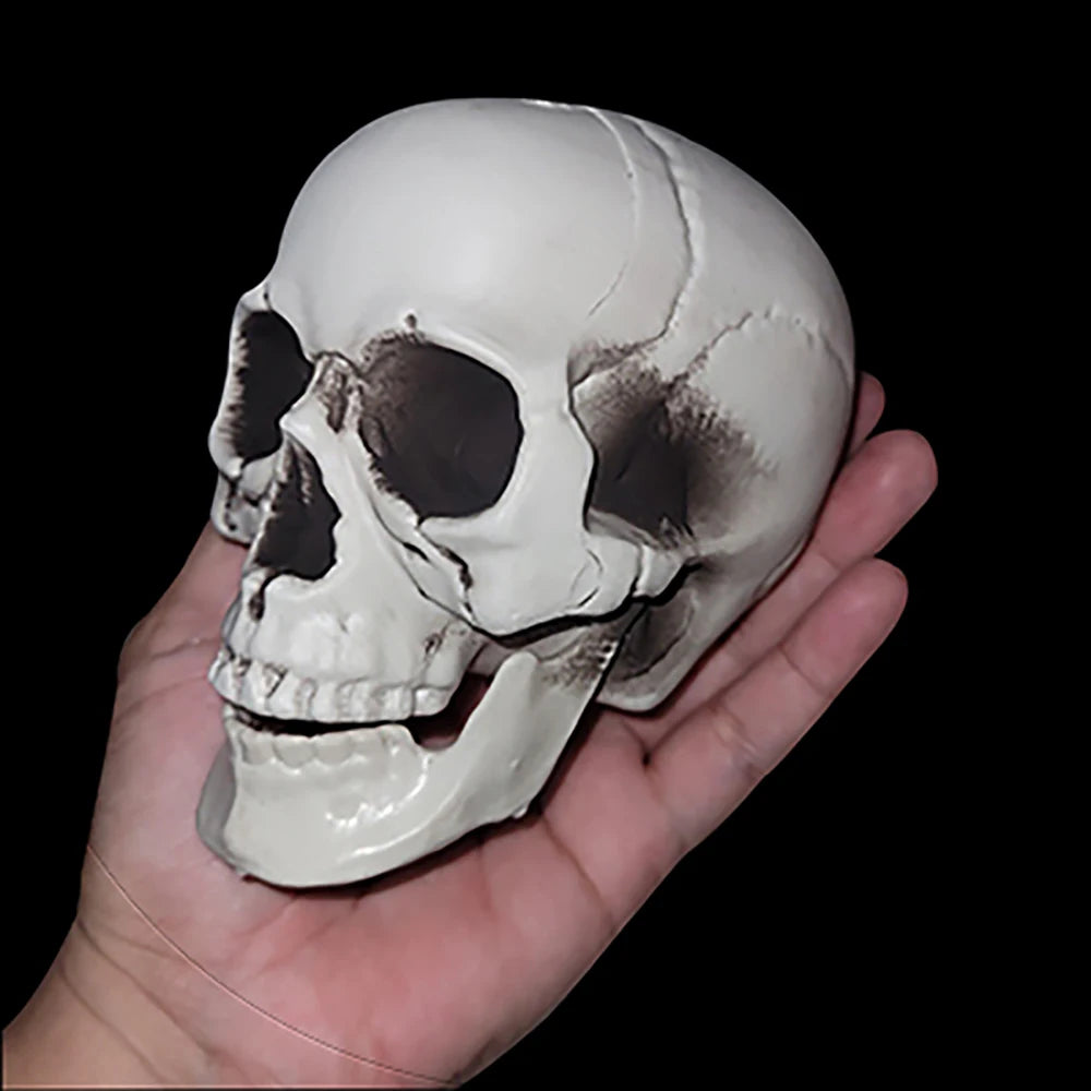 Halloween Skull Decoration – Realistic Plastic Skeleton Head for Party, Yard, and Haunted House Props