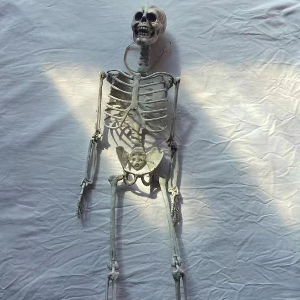Life-Size Human Skeleton – 90CM Halloween Prop