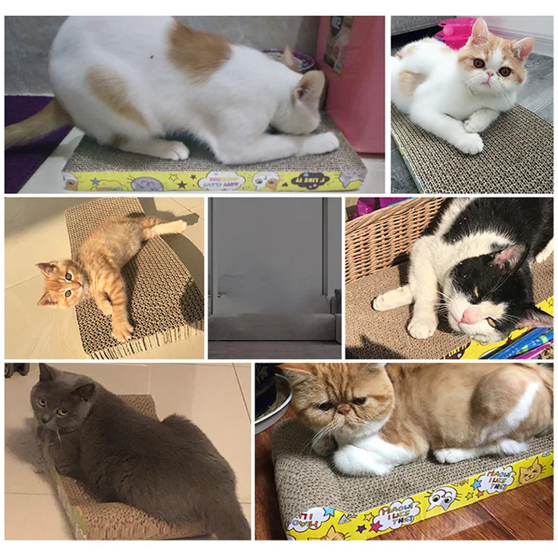 Cat Nail Scraper