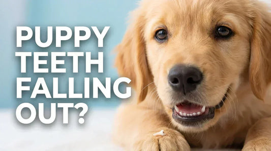 When Do Puppies Lose Their Baby Teeth Full Teething Timeline