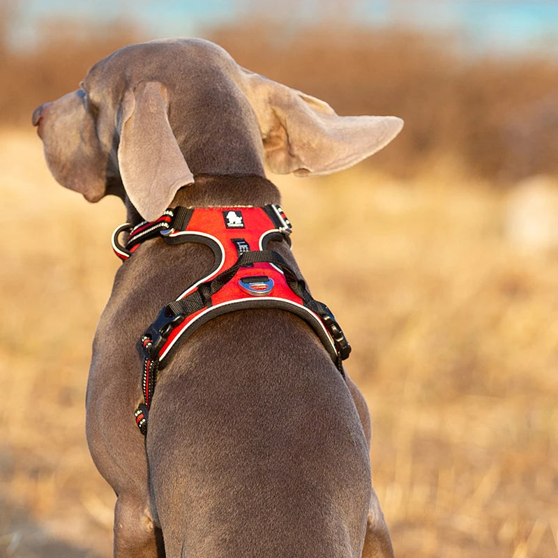 Truelove Four-Point Reflective Dog Harness