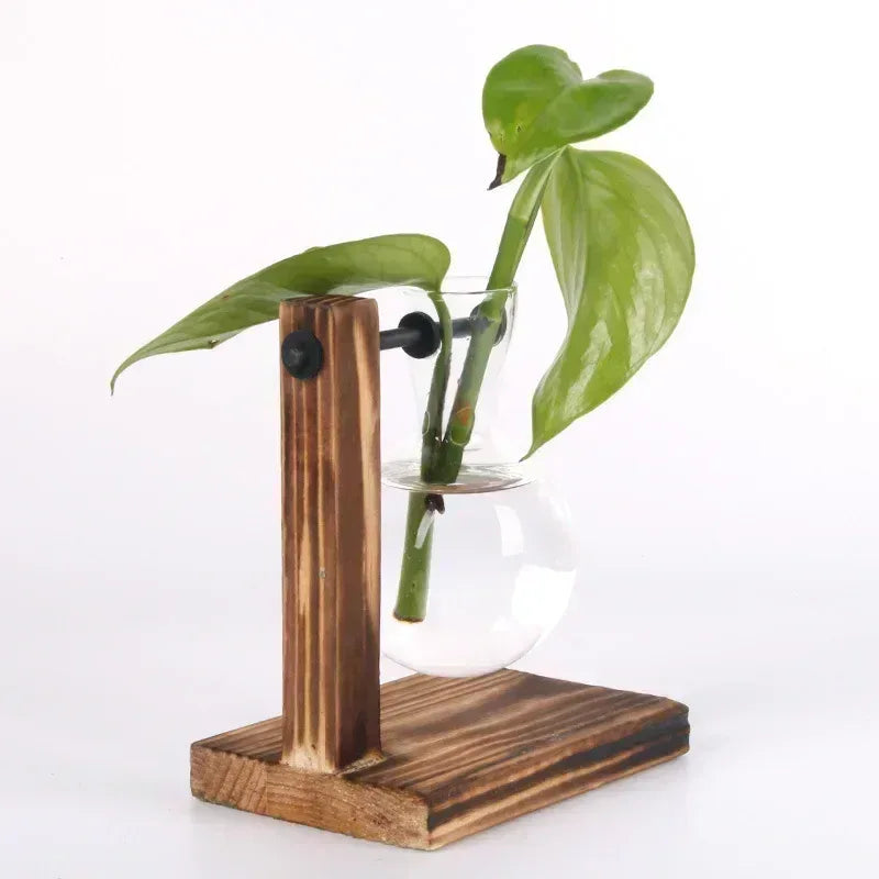 Hydroponic Plant Terrarium Vasevase Decoration Home Glass Bottle Hydroponic Desktop Decoration Office Green Plant Small Potted - Urbizia