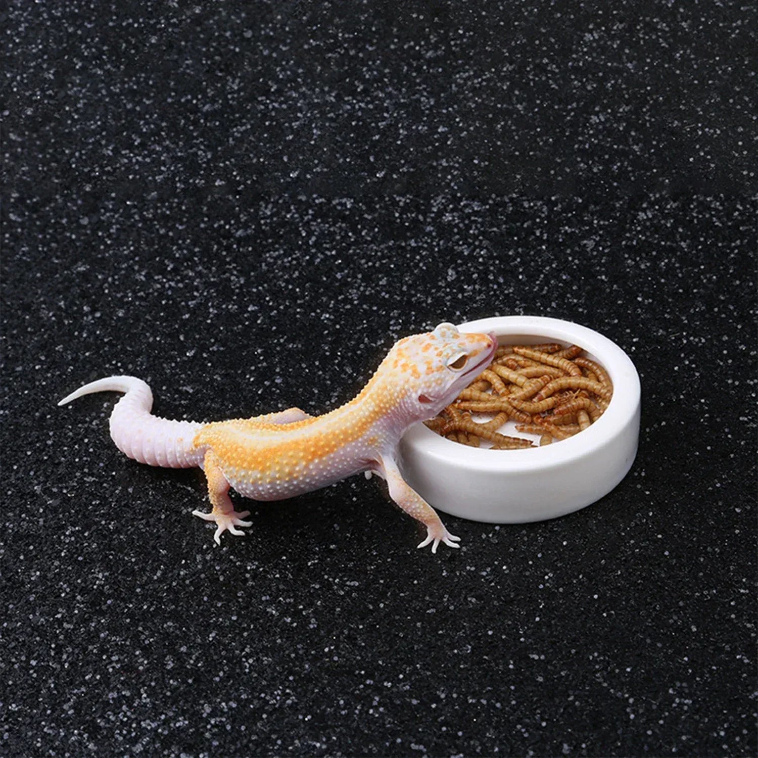 Reptile Food Bowl Feeding and Watering Bowl Anti-Escape Ceramic Feeding and Watering Bowl Anti-Escape Super Worm Feeder - Urbizia